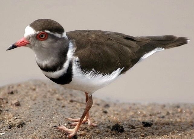 Three-banded Plover